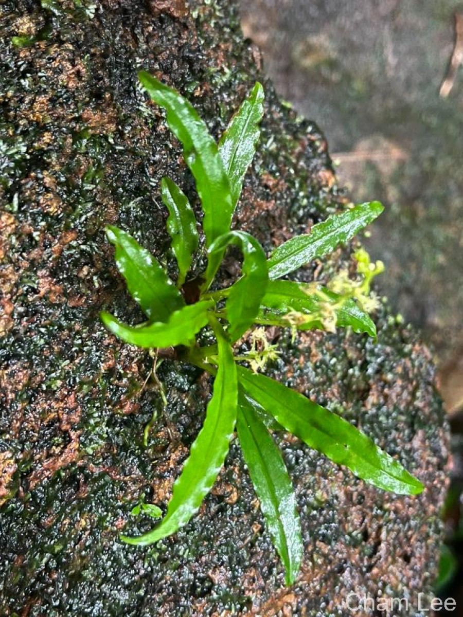 Malaxis thwaitesii Bennet